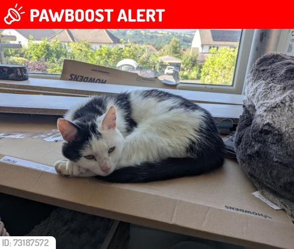 Lost Male Cat last seen Southway, West Yorkshire, England LS29 8QG