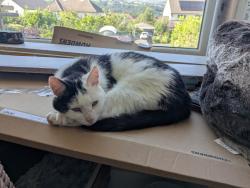Lost Male Cat last seen Southway, West Yorkshire, England LS29 8QG