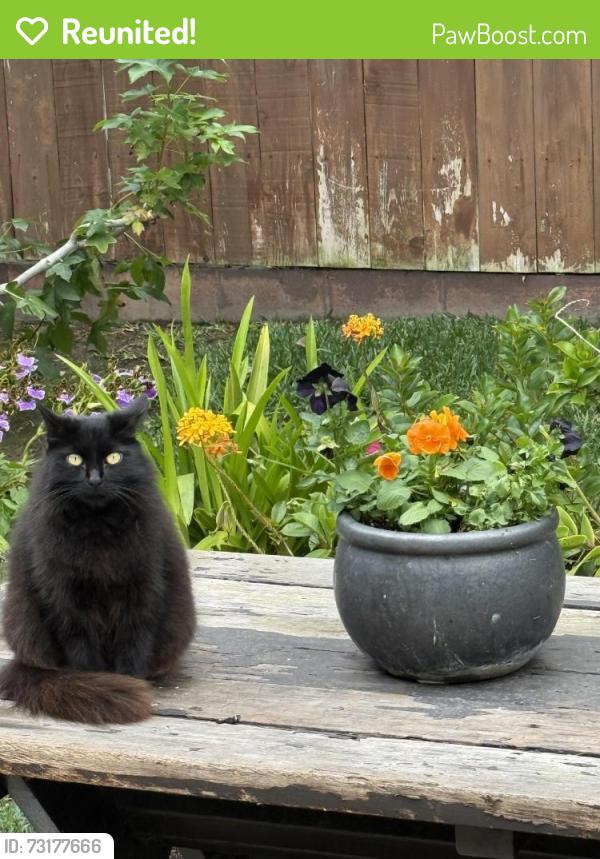 Reunited Female Cat last seen Devonshire/Hill St, San Diego, CA 92107