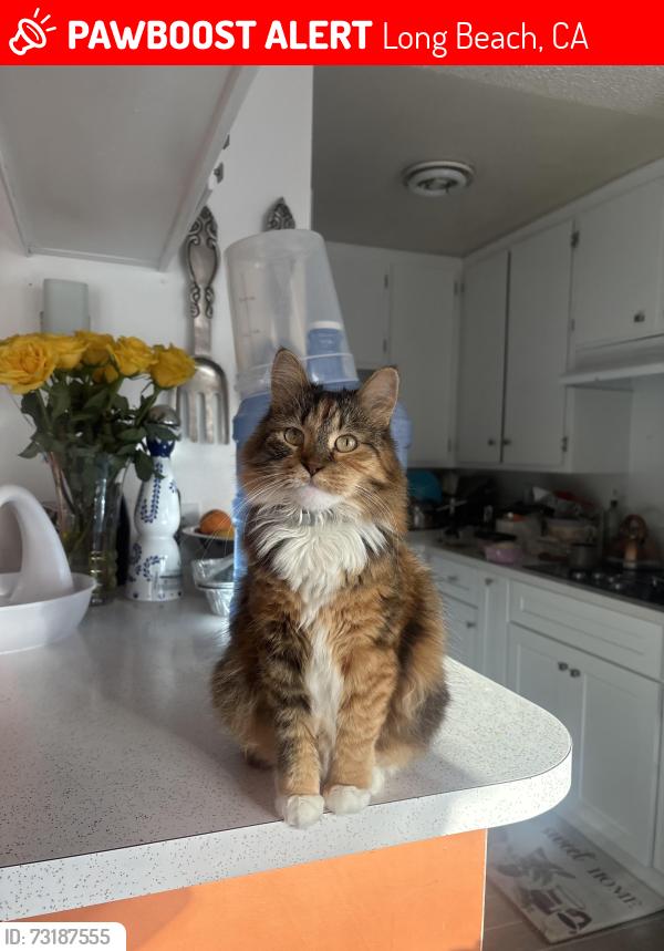 Lost Female Cat last seen Obispo ave, Freeman ave, redondo and pch, Long Beach, CA 90804
