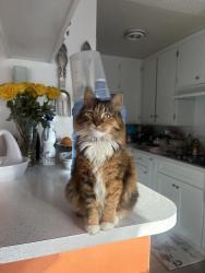 Lost Female Cat last seen Obispo ave, Freeman ave, redondo and pch, Long Beach, CA 90804