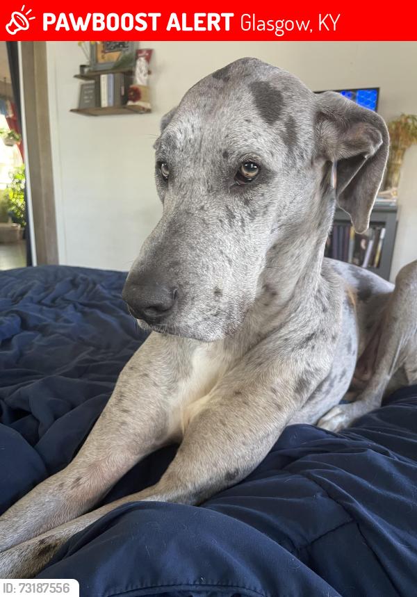 Lost Female Dog last seen NHC Healthcare, Glasgow, KY 42141
