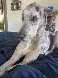 Lost Female Dog last seen NHC Healthcare, Glasgow, KY 42141