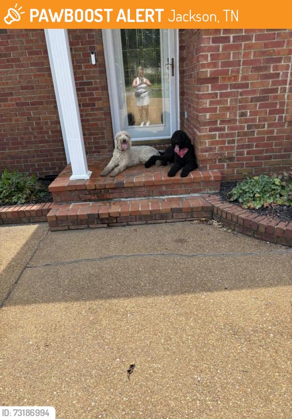 Found/Stray Unknown Dog last seen Chapel Creek Subdivision, Jackson, TN 38301