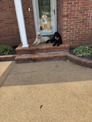 Found/Stray Unknown Dog last seen Chapel Creek Subdivision, Jackson, TN 38301