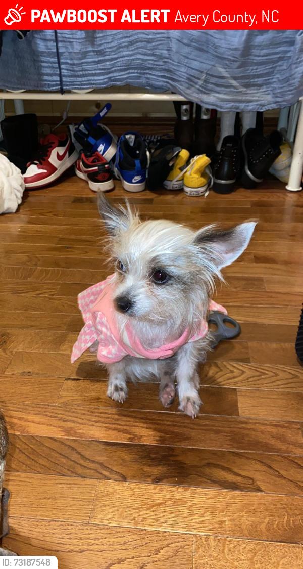 Lost Female Dog last seen Little Squirrel Creek Road & Robert Slider Ln, Avery County, NC 28657