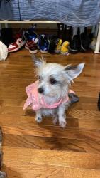 Lost Female Dog last seen Little Squirrel Creek Road & Robert Slider Ln, Avery County, NC 28657