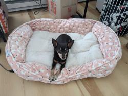 Reunited Female Dog last seen Union Avenue and 33rd Street, Chicago, IL 60616