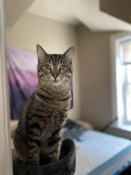 Reunited Male Cat last seen 22nd Place and Rockwell, Chicago, IL 60608