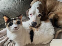 Lost Female Cat last seen Ahaolelo and mapele, Kaneohe, HI 96744