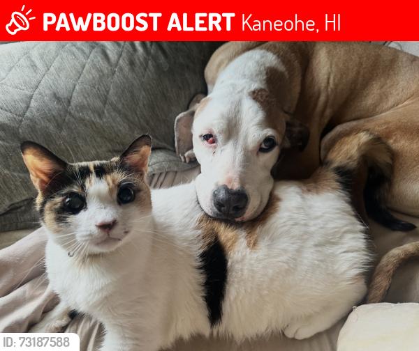 Lost Female Cat last seen Ahaolelo and mapele, Kaneohe, HI 96744
