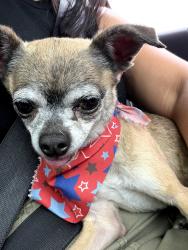 Reunited Unknown Dog last seen Palm/20th, Upland, CA 91786