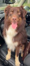 Reunited Male Dog last seen South H Street and Planz, Bakersfield, CA 93304