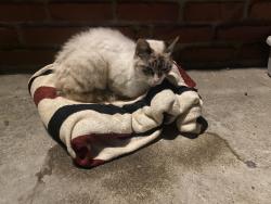 Lost Male Cat last seen Hawthorne & 165th st, Lawndale, CA 90260
