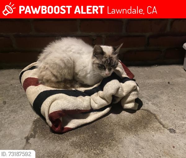 Lost Male Cat last seen Hawthorne & 165th st, Lawndale, CA 90260
