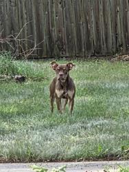 Found/Stray Female Dog last seen 9 mile and republic, Oak Park, MI 48237