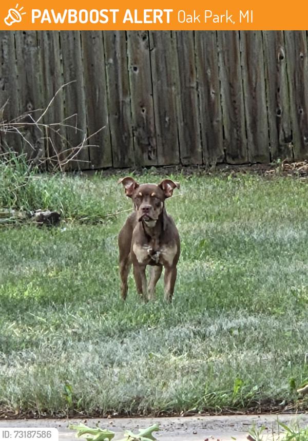 Found/Stray Female Dog last seen 9 mile and republic, Oak Park, MI 48237