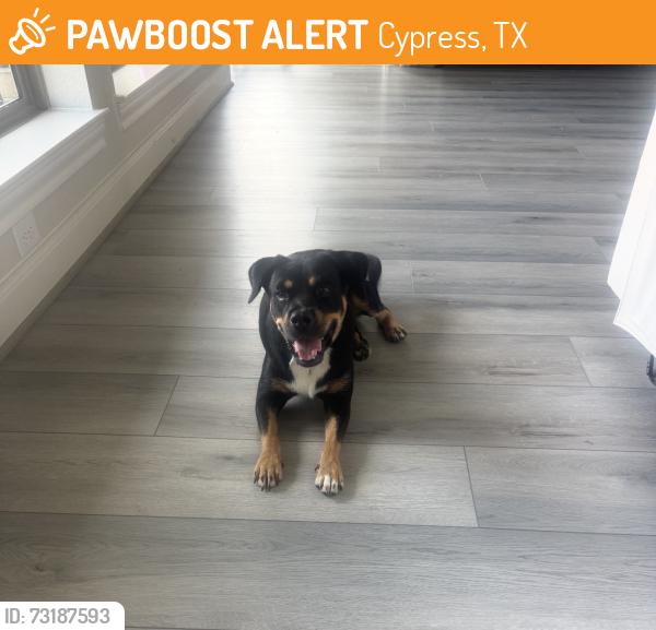 Found/Stray Female Dog last seen Avalon Landing Ln & Mason Rd, Cypress, TX 77433