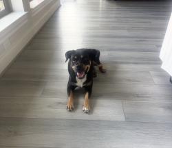 Found/Stray Female Dog last seen Avalon Landing Ln & Mason Rd, Cypress, TX 77433