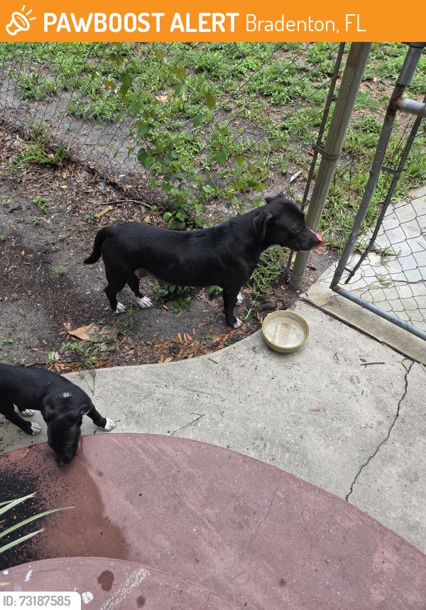 Found/Stray Female Dog last seen 8th Ave East/12th st east, Bradenton, FL 34208