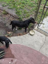 Found/Stray Female Dog last seen 8th Ave East/12th st east, Bradenton, FL 34208
