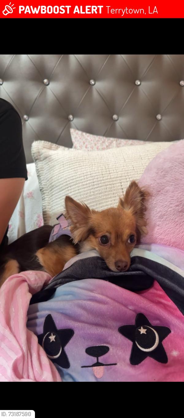 Lost Female Dog last seen Carol sue and terrytown, Terrytown, LA 70056