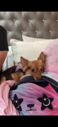 Lost Female Dog last seen Carol sue and terrytown, Terrytown, LA 70056