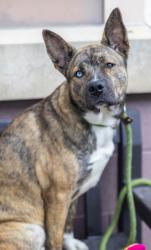 Shelter Stray Female Dog last seen Near Brecken Pl, 30058, GA, 3280 Chamblee Dunwoody Rd, Chamblee, GA 30341, USA