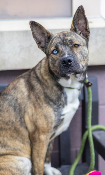 Shelter Stray Female Dog last seen Near Brecken Pl, 30058, GA, 3280 Chamblee Dunwoody Rd, Chamblee, GA 30341, USA