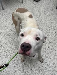 Shelter Stray Male Dog last seen Near Bayard st, East Point, GA, 1251 Fulton Industrial Blvd NW, Atlanta, GA 30336, USA