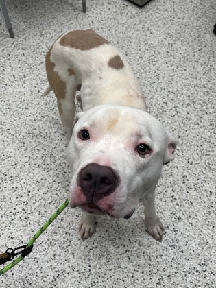 Shelter Stray Male Dog last seen Near Bayard st, East Point, GA, 1251 Fulton Industrial Blvd NW, Atlanta, GA 30336, USA