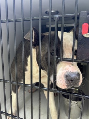 Shelter Stray Female Dog last seen 5300-1600 JONESBORO RD, Union City, GA, 1251 Fulton Industrial Blvd NW, Atlanta, GA 30336, USA
