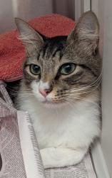 Shelter Stray Male Cat last seen Glenwood Ave Grant Park Area, Atlanta, GA, 1251 Fulton Industrial Blvd NW, Atlanta, GA 30336, USA