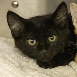 Shelter Stray Male Cat last seen Near W Beltline Highway, Fitchburg, City of, WI, 5132 Voges Rd, Madison, WI 53718, USA