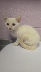 Shelter Stray Unknown Cat last seen Near march mccal way, CITY of El Paso, TX, 5001 Fred Wilson Ave, El Paso, TX 79906, USA