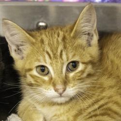 Shelter Stray Male Cat last seen Near W Beltline Highway, Fitchburg, City of, WI, 5132 Voges Rd, Madison, WI 53718, USA