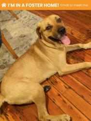 Shelter Stray Male Dog last seen Near E Lombard St, Baltimore, MD 21224, 21224, MD, 2490 Giles Rd, Baltimore, MD 21225, USA