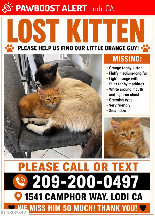 Lost Male Cat last seen Mills, Lodi, CA 95242