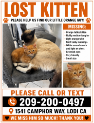 Lost Male Cat last seen Mills, Lodi, CA 95242