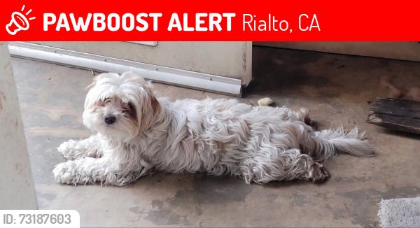 Lost Female Dog last seen Cedar/Wabash, Rialto, CA 92376