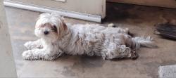 Lost Female Dog last seen Cedar/Wabash, Rialto, CA 92376