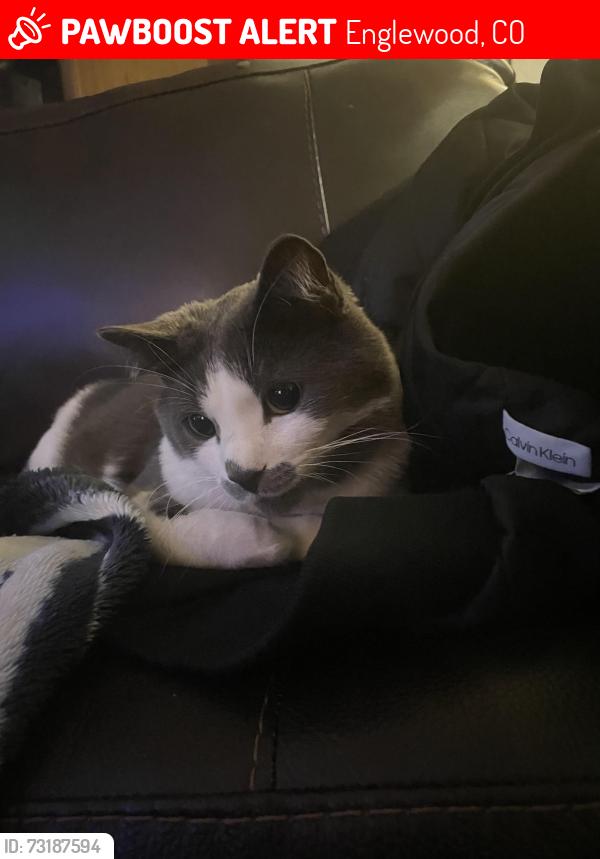 Lost Male Cat last seen In the alleyway of Sherman and Dartmouth, Englewood, CO 80113
