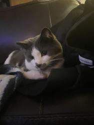 Lost Male Cat last seen In the alleyway of Sherman and Dartmouth, Englewood, CO 80113