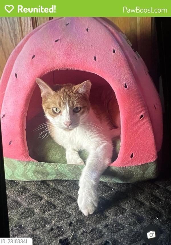 Reunited Male Cat last seen Eagle Ridge Community, Marion, IA 52302