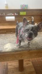 Lost Female Dog last seen Shandin Hills, San Bernardino, CA 92405