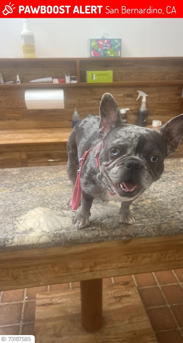 Lost Female Dog last seen Shandin Hills, San Bernardino, CA 92405