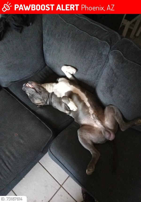Lost Male Dog last seen Near e Tierra Buena ln, Phoenix, AZ 85032