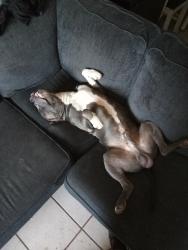 Lost Male Dog last seen Near e Tierra Buena ln, Phoenix, AZ 85032