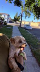 Reunited Female Dog last seen Helen Perry Near Sam Vaughn Elementary School, Ceres, CA 95307