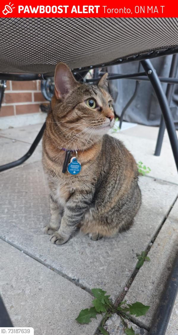 Lost Female Cat last seen Victoria park and Eglington Ave, Toronto, ON M4A 2T3